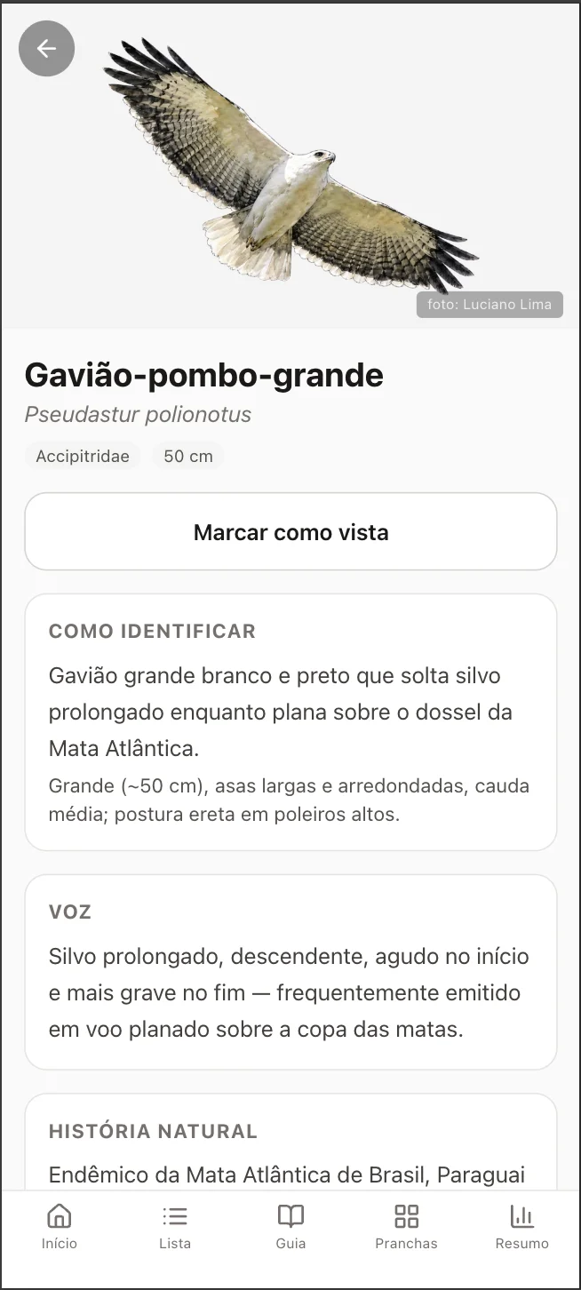 Guia de espécies: detalhe do Gavião-pombo-grande com identificação, voz e história natural.